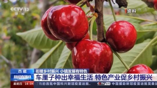 種蘑菇、養(yǎng)駱駝...。。特色產(chǎn)業(yè)助力鄉(xiāng)村振興走新路