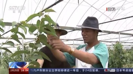 種蘑菇、養(yǎng)駱駝...。。特色產(chǎn)業(yè)助力鄉(xiāng)村振興走新路