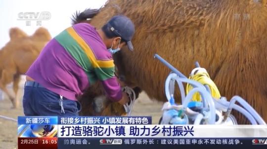 種蘑菇、養(yǎng)駱駝...。。特色產(chǎn)業(yè)助力鄉(xiāng)村振興走新路