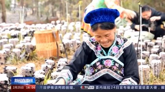 種蘑菇、養(yǎng)駱駝...。。特色產(chǎn)業(yè)助力鄉(xiāng)村振興走新路