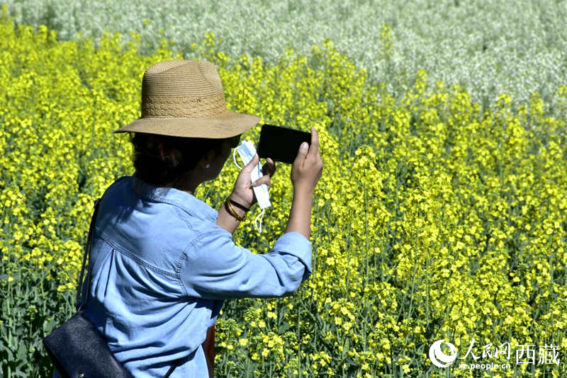 大片油菜花吸引游客到來(lái)。人民網(wǎng) 李海霞攝