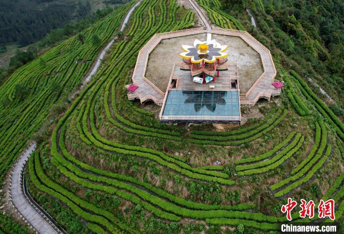 圖為西藏林芝市墨脫縣背崩鄉(xiāng)格林村山頂?shù)木坝^茶園。(無人機(jī)照片) 李林 攝