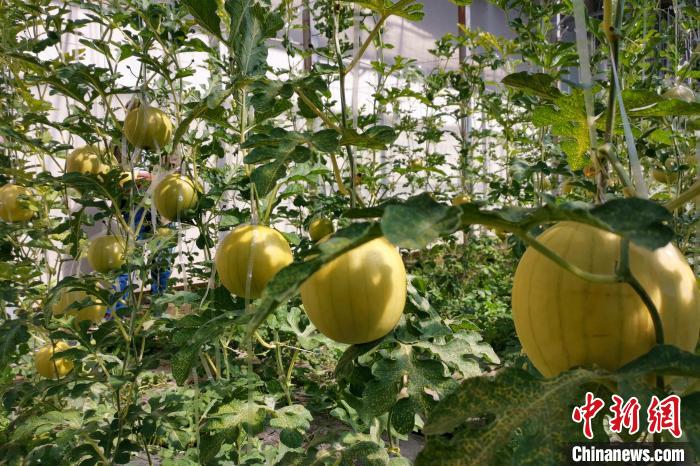 圖為康馬縣大棚內(nèi)的金太陽西瓜?！⒔ㄜ?攝