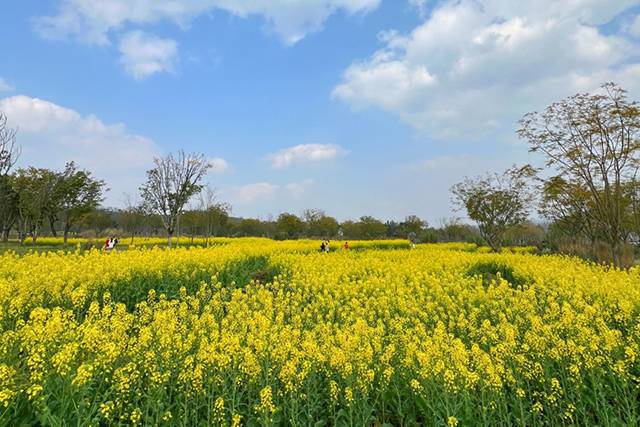 每到油菜花季，就有市民相約到重慶廣陽(yáng)島上踏青賞花。鄒樂(lè)攝