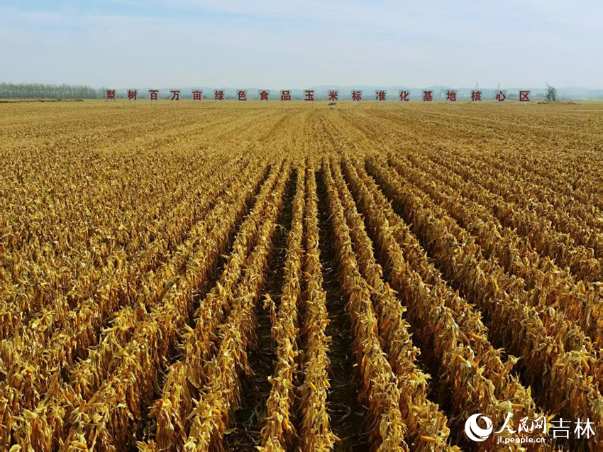 吉林黑土地上糧滿(mǎn)倉(cāng)（資料圖片）。人民網(wǎng)記者 王海躍攝