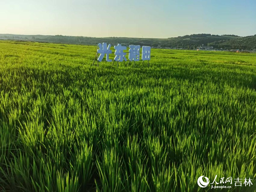 光東村稻田風(fēng)景美如畫(huà)（資料圖片）。人民網(wǎng)記者 王海躍攝