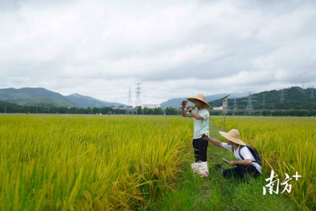 文化組的兩名成員正在給稻田拍照。