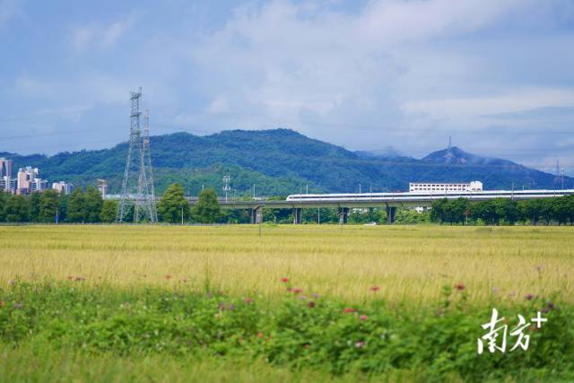 高鐵掠過(guò)崖口村稻田。