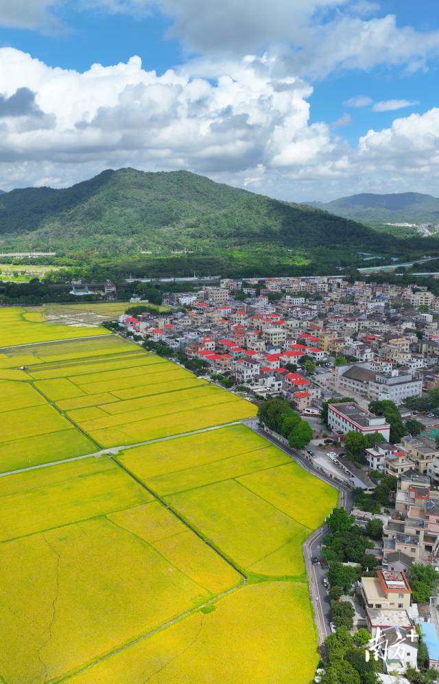 崖口村全景。