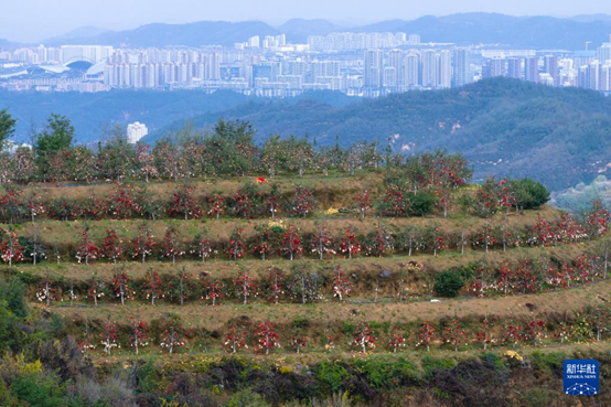 【高質(zhì)量發(fā)展看陜西】“上天”的延安蘋果，蘊藏哪些新質(zhì)生產(chǎn)力