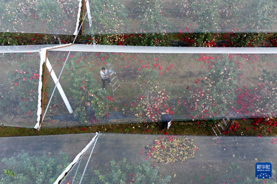 【高質(zhì)量發(fā)展看陜西】“上天”的延安蘋果，蘊藏哪些新質(zhì)生產(chǎn)力