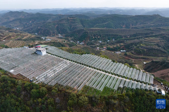 【高質(zhì)量發(fā)展看陜西】“上天”的延安蘋果，蘊藏哪些新質(zhì)生產(chǎn)力