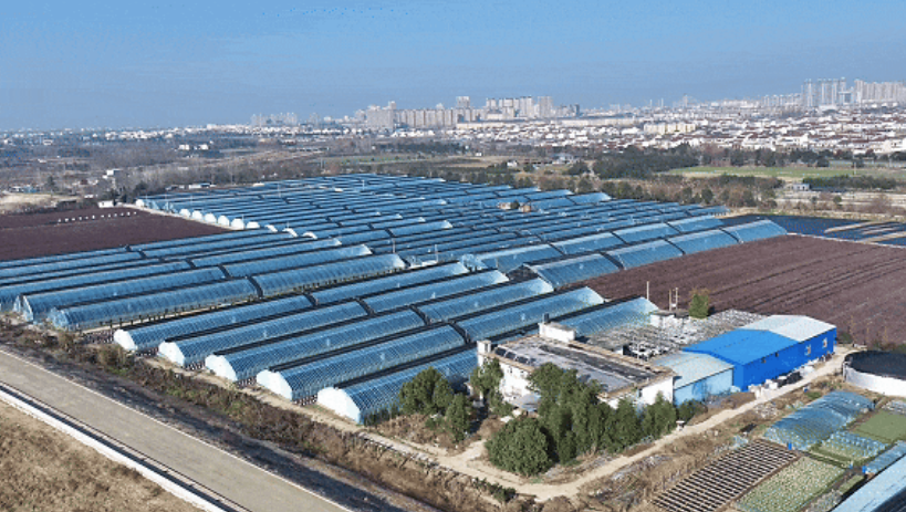 洋縣東聯(lián)村藍莓基地航拍。洋縣融媒體供圖