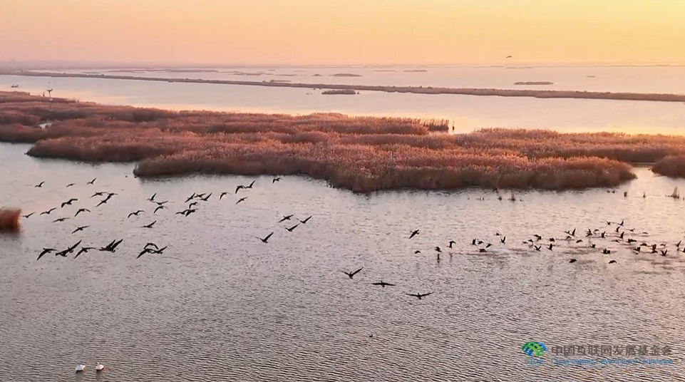 “兩山”理念與美麗中國丨濕地與候鳥，一場歲歲年年的相守