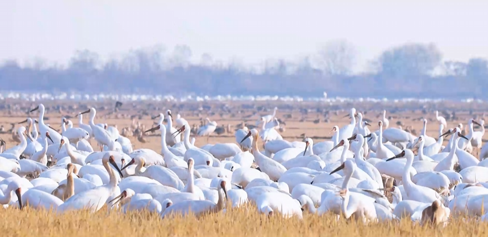 “兩山”理念與美麗中國丨濕地與候鳥，一場歲歲年年的相守