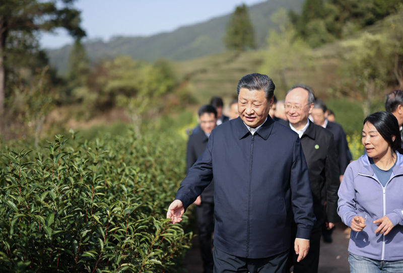 2021年3月22日下午，習(xí)近平在福建省南平市武夷山市星村鎮(zhèn)燕子窠生態(tài)茶園，察看春茶長(zhǎng)勢(shì)，了解當(dāng)?shù)夭璁a(chǎn)業(yè)發(fā)展情況。