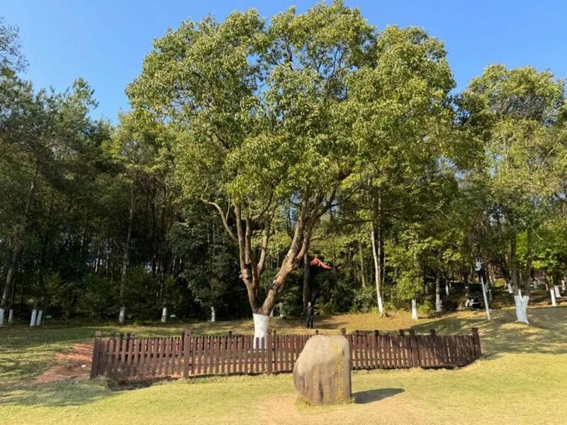 習(xí)近平同志為福建省長(zhǎng)汀縣水土保持科教園捐種的香樟樹(shù)。圖源：學(xué)習(xí)時(shí)報(bào)