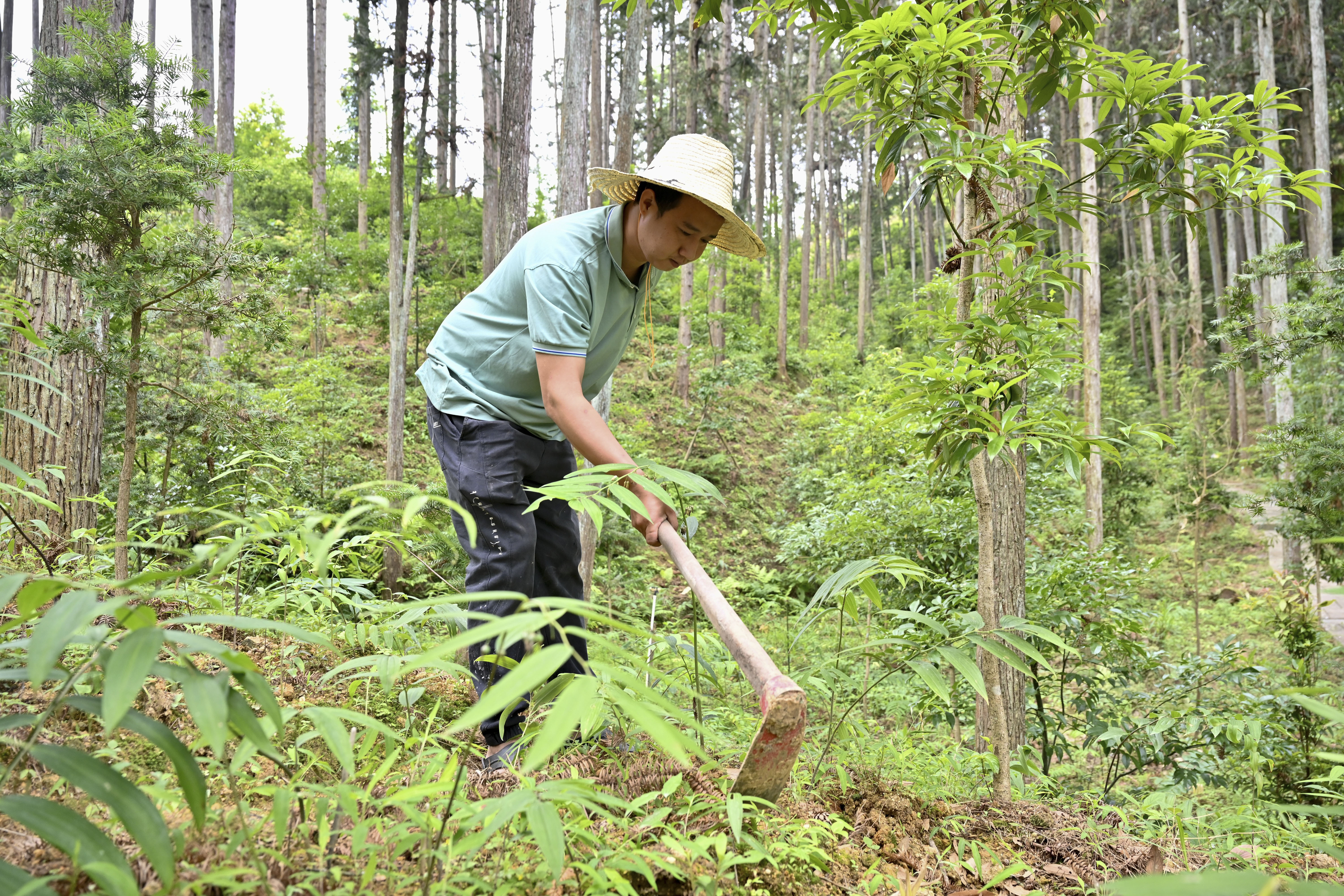 2024年5月9日，福建省三明市馬巖林下經濟種植示范基地工人在管理林下種植的多花黃精。
