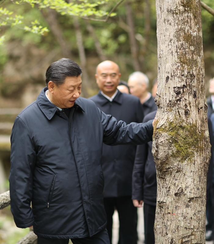 　2020年4月，習(xí)近平總書記來到位于商洛市柞水縣的秦嶺牛背梁國家級自然保護(hù)區(qū)，考察秦嶺生態(tài)保護(hù)情況。新華社記者 鞠鵬 攝