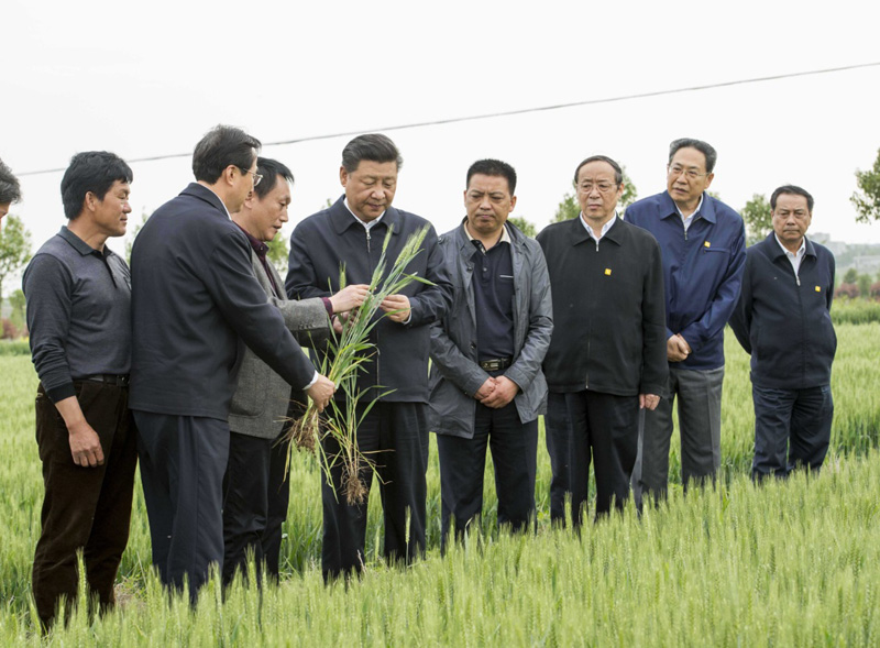 2016年4月25日下午，習(xí)近平在安徽滁州市鳳陽縣小崗村察看小麥長勢(shì)。左一為種糧大戶程夕兵。新華社記者 李學(xué)仁 攝