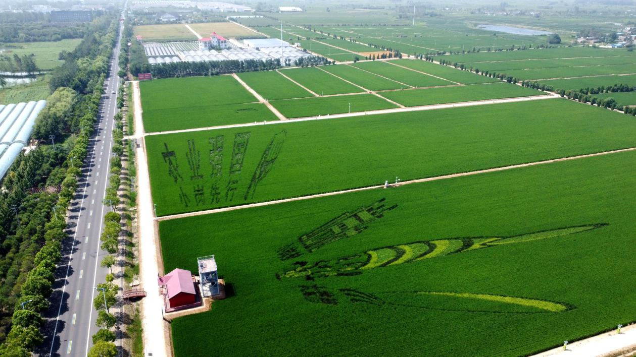 俯瞰小崗村高標(biāo)準(zhǔn)農(nóng)田。鳳陽縣委宣傳部供圖