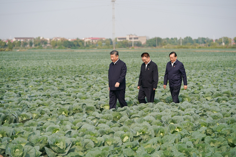 2024年11月5日，習(xí)近平總書記在湖北嘉魚潘家灣鎮(zhèn)十里蔬菜長廊考察。