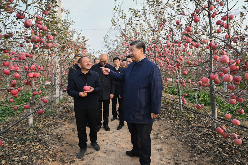 2022年10月26日，習(xí)近平總書記在陜西省延安市安塞區(qū)高橋鎮(zhèn)南溝村的蘋果園里同老鄉(xiāng)們親切交流。