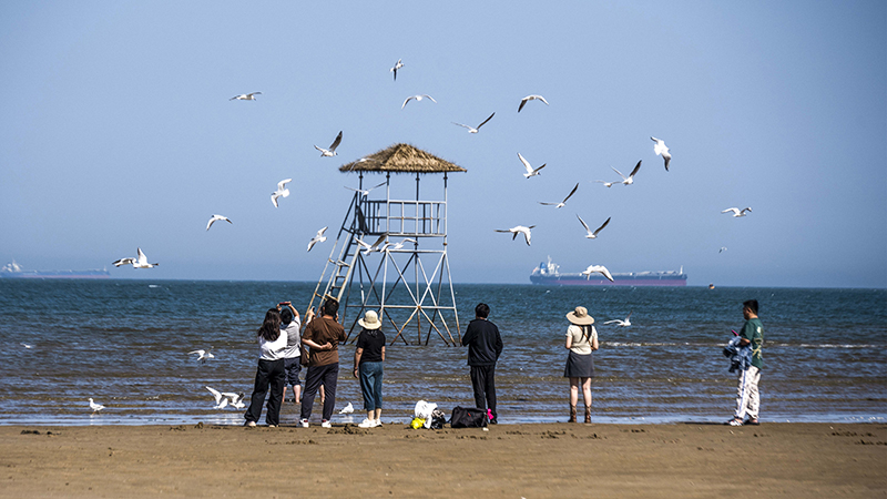 2024年5月12日，河北秦皇島，北戴河鴿子窩公園成群海鷗在天空中自由翱翔，與大海、藍天構(gòu)成了一幅美麗的畫卷。