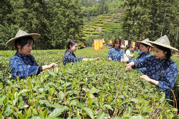 2025年4月13日，福建武夷山市星村鎮(zhèn)朝陽村茶農(nóng)在生態(tài)茶園展示采茶。新華社發(fā)（邱汝泉 攝）