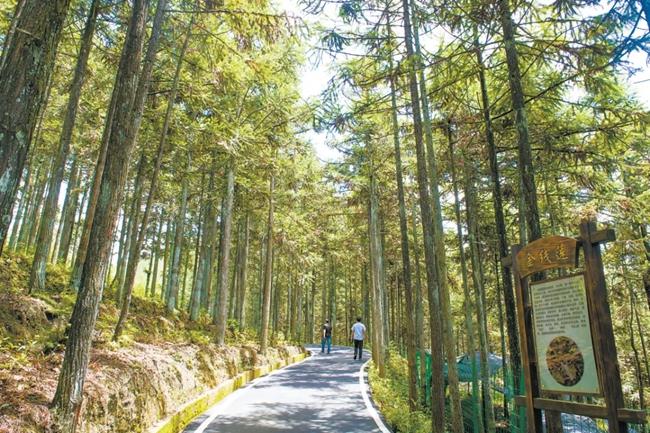 福建周寧縣黃振芳家庭林場。（圖源：央視新聞）