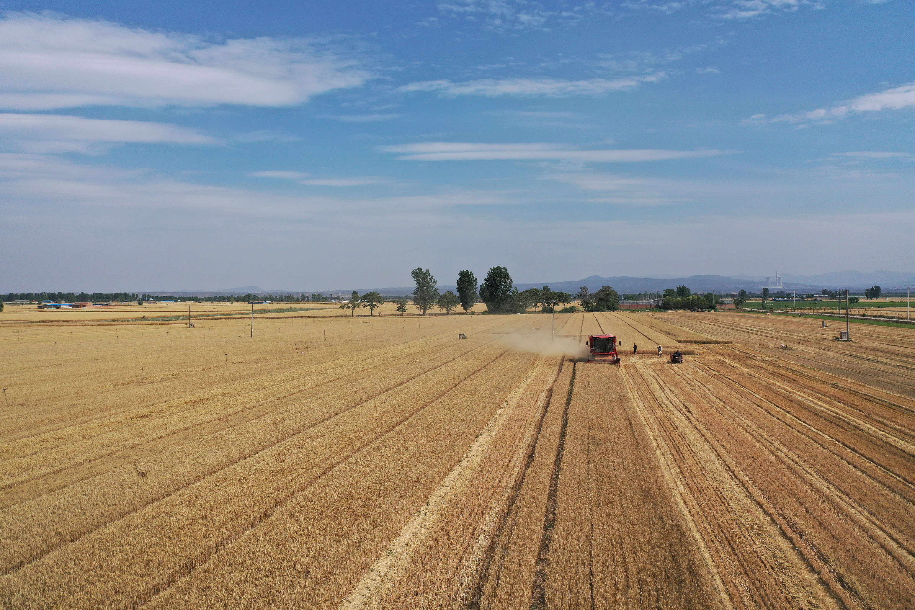2025年6月3日，河南焦作，溫縣黃河街道灘王莊村農(nóng)民駕駛收割機收獲小麥。