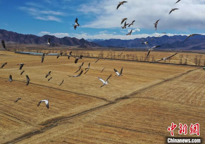 圖為黑頸鶴在拉薩市林周縣境內(nèi)飛翔?！∝暩聛?lái)松 攝