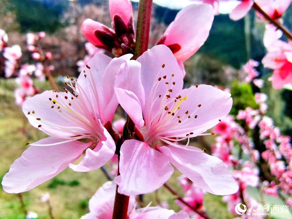 林芝桃花開。人民網(wǎng) 李海霞攝