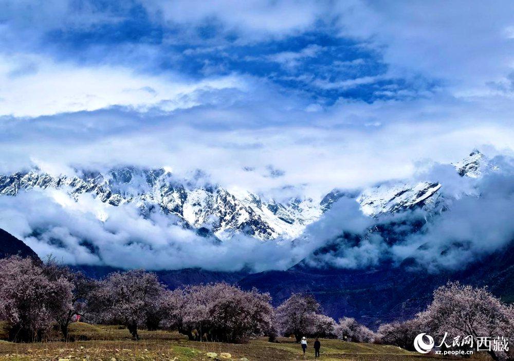 雪山下的桃花。人民網(wǎng) 李海霞攝