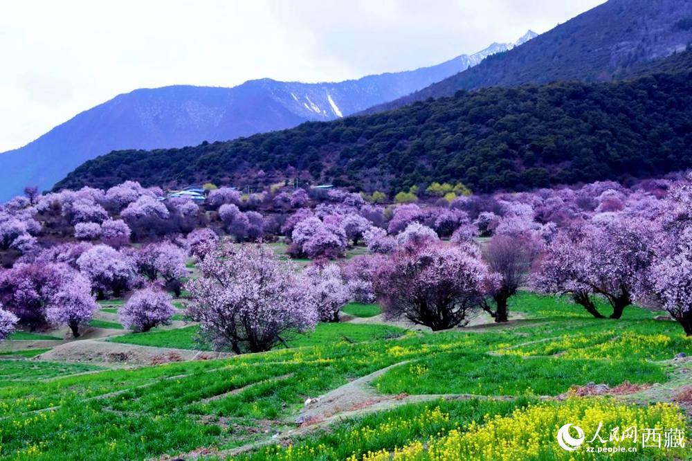 一樹樹野桃花開得正艷。人民網(wǎng) 李海霞攝