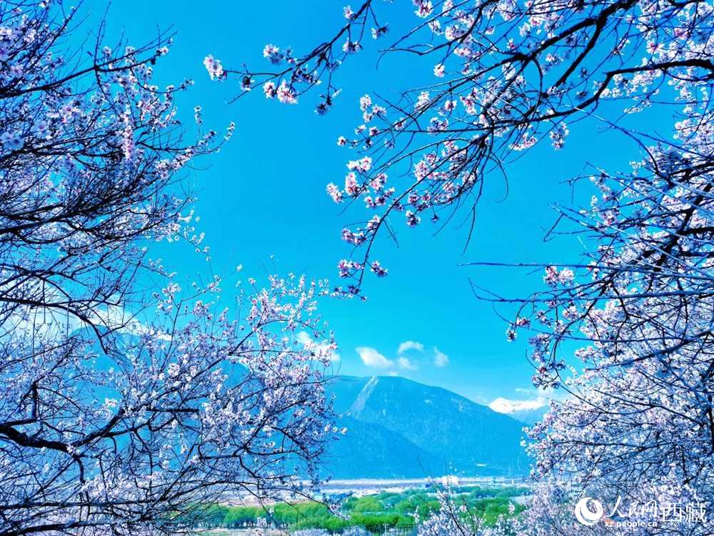桃花在藍(lán)天白云的映襯下分外好看。人民網(wǎng) 李海霞攝