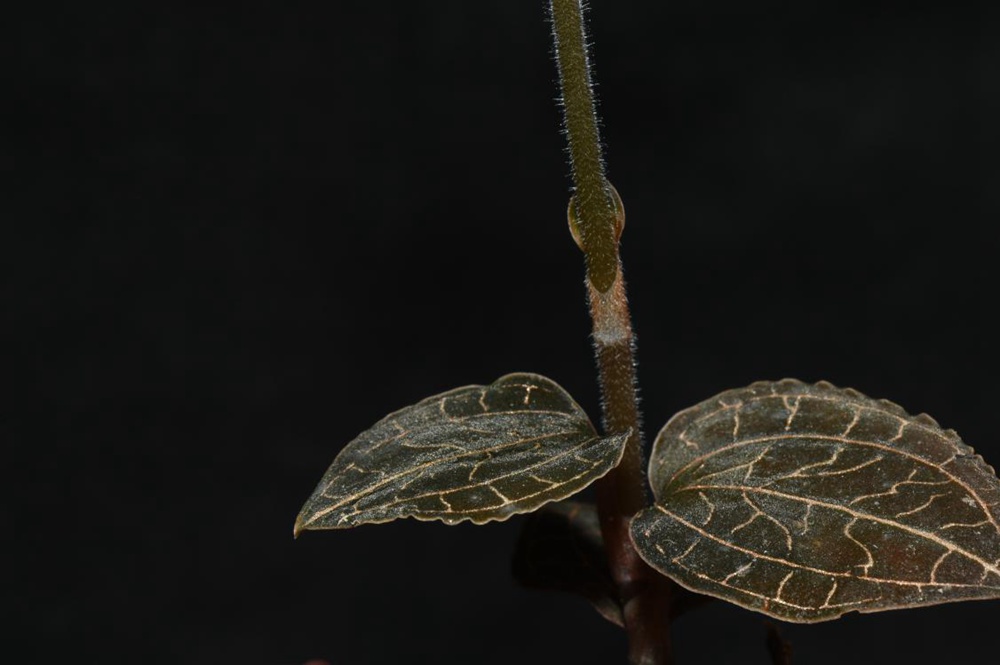 墨脫金線蘭。金效華攝