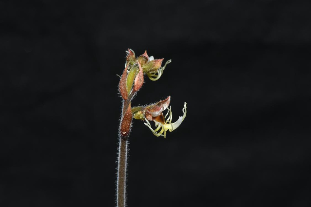 墨脫金線蘭。金效華攝