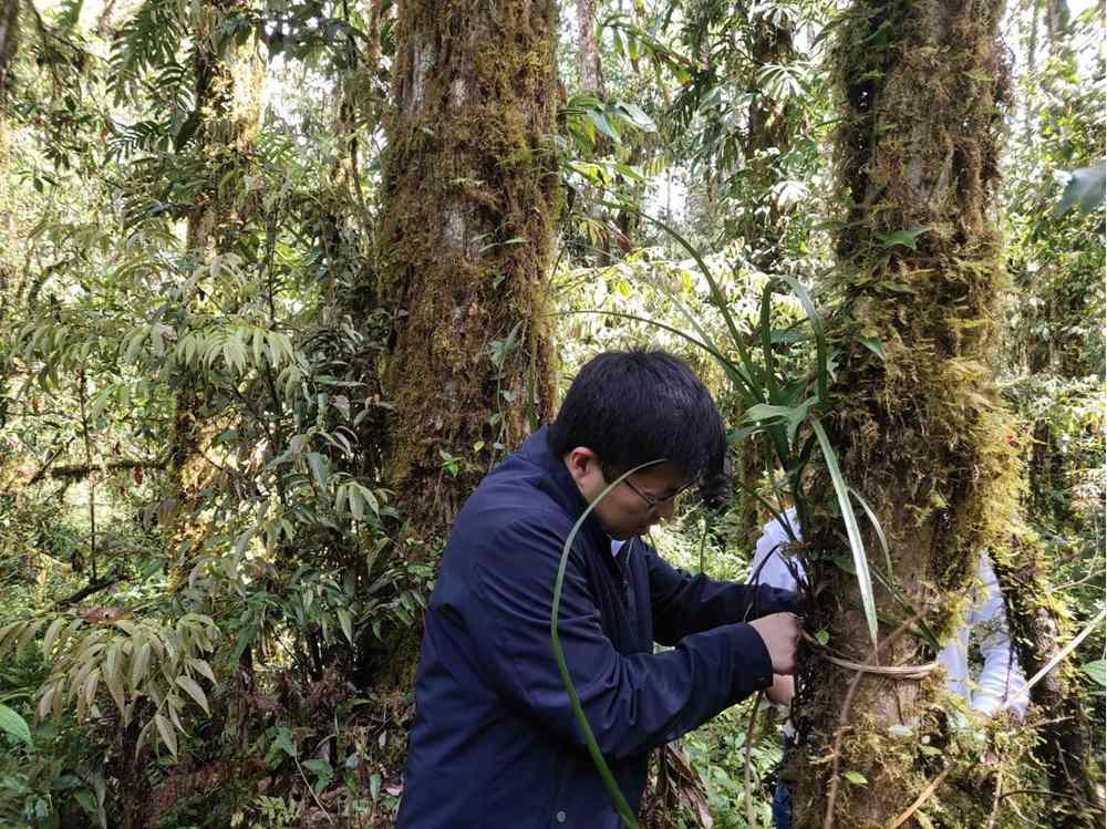 蘭花歸野。圖片由山水自然保護中心提供