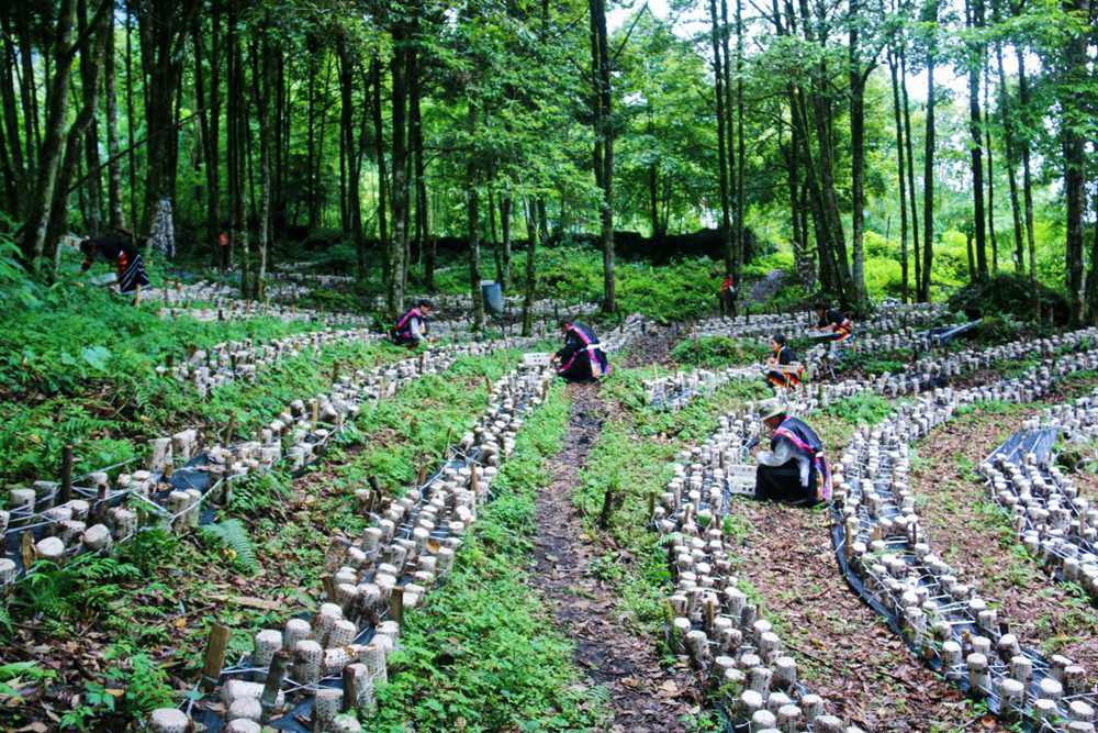 木耳種植基地。次仁央宗攝
