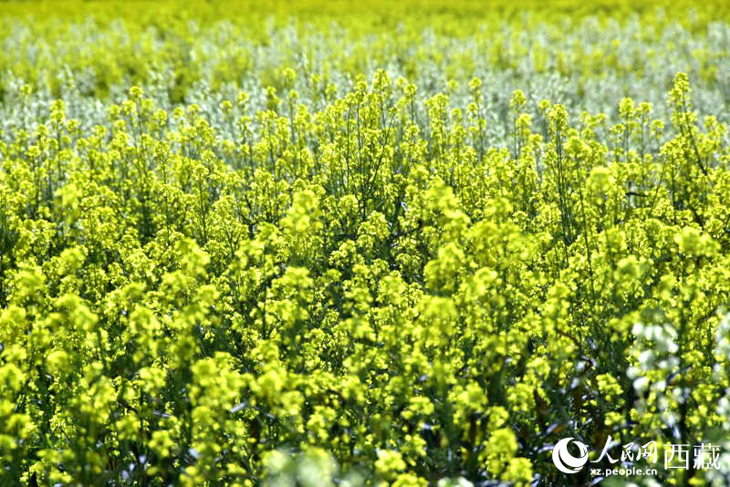 盛開的小油菜花。人民網(wǎng) 李海霞攝