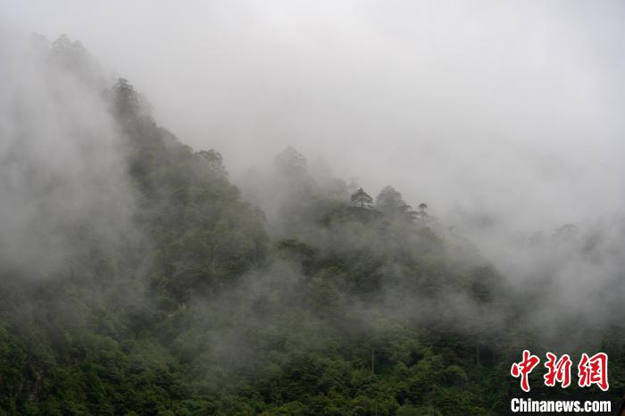 雨后勒布溝的云霧?！〗w波 攝