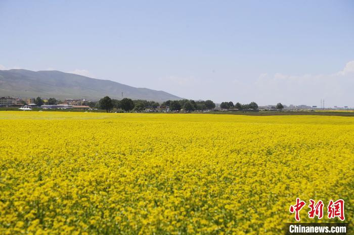 圖為青海湖畔油菜花海?！●R銘言 攝