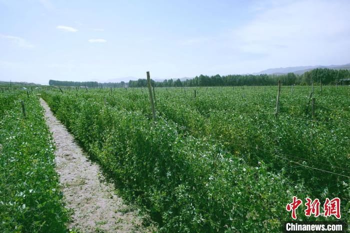 天?？h高原綠色(有機)蔬菜基地種植的食用莢豆?！￡I道華 攝