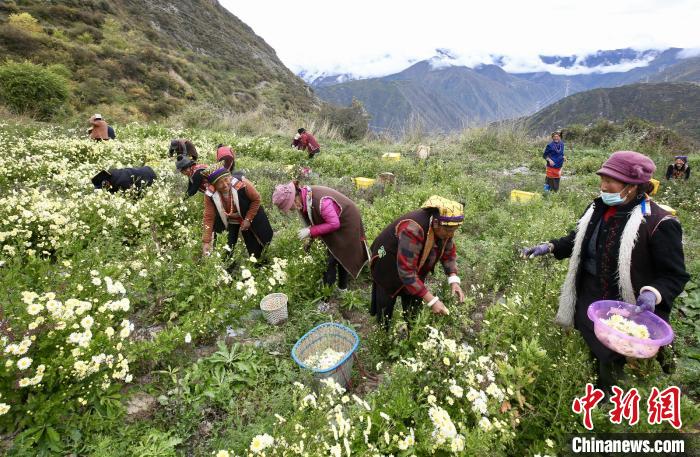 “落戶”黑水的杭白菊。桐鄉(xiāng)市宣傳部提供