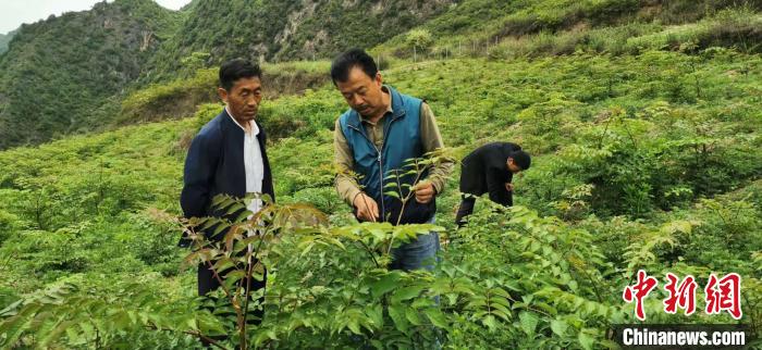 圖為張金利調(diào)研適合阿拉村種植的農(nóng)作物，經(jīng)過不斷改良技術(shù)后，產(chǎn)量大大提高。(資料圖)甘肅省水利廳供圖