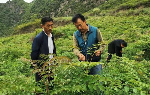 圖為張金利調(diào)研適合阿拉村種植的農(nóng)作物，經(jīng)過不斷改良技術(shù)后，產(chǎn)量大大提高。(資料圖)甘肅省水利廳供圖