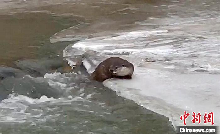 冰面上的國家二級保護動物小爪水獺。視頻截圖