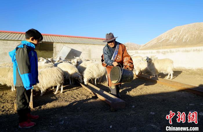 圖為哇保和孫子正在喂羊。　才項什姐 攝