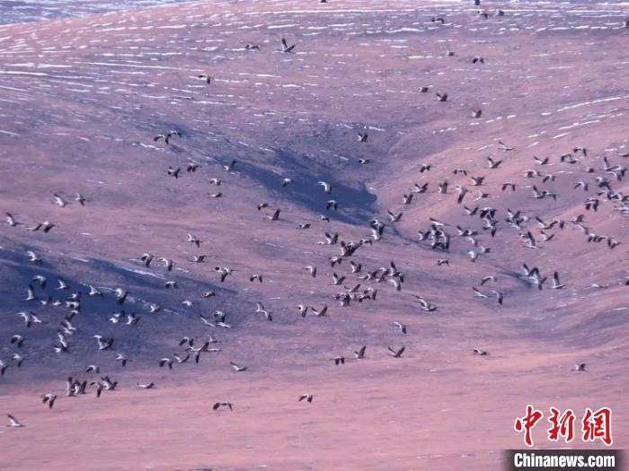圖為黑頸鶴翔集于青海嘉塘草原上?！∏嗪Ｊ∮駱?shù)藏族自治州稱(chēng)多縣委宣傳部供圖